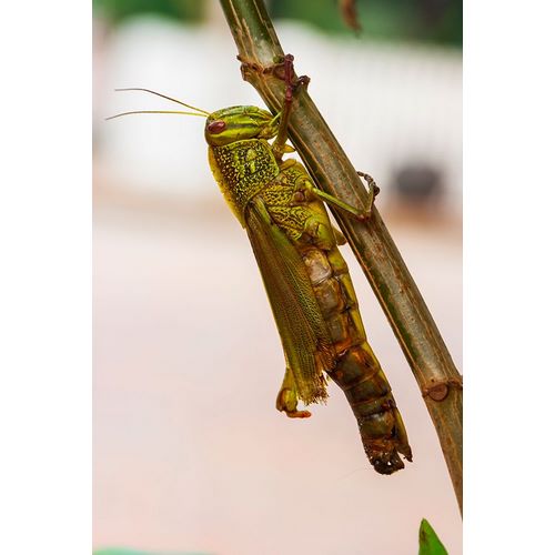 Haseltine, Tom 아티스트의 Laos-Luang Prabang Close-up of grasshopper작품입니다.